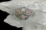 Wide, Enrolled Flexicalymene Trilobite In Shale - Ohio #67656-1